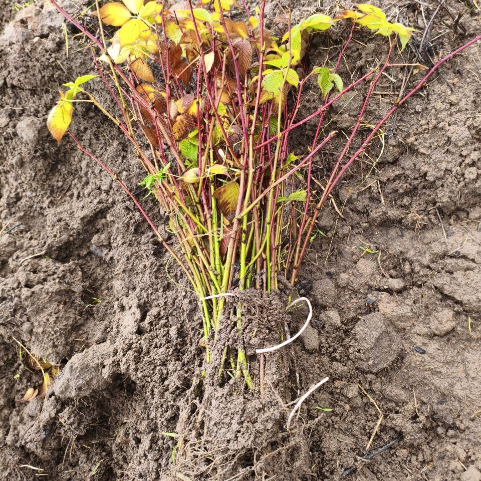 Что делает саженец малины жизнеспособным 
